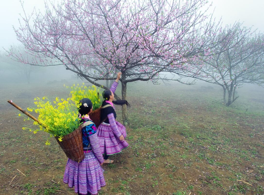 Rộn ràng sắc xuân