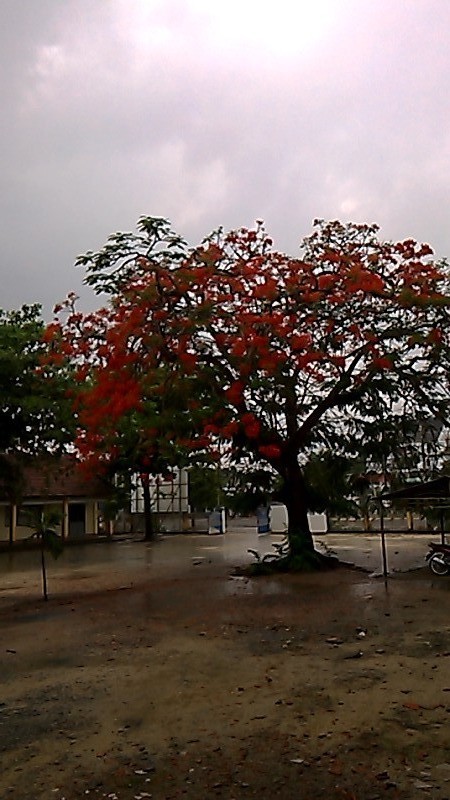 Mùa hè phượng nở